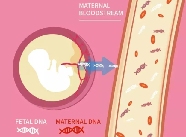 孩子出生前與出生后做親子鑒定檢測堿基有什么不同？