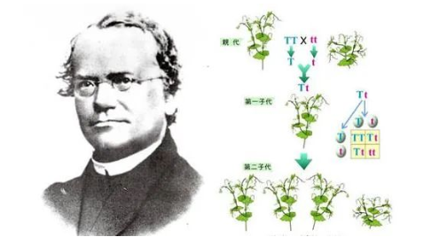 染色體遺傳:親子鑒定就是看血型么? 染色體遺傳:親子鑒定就是看血型么?