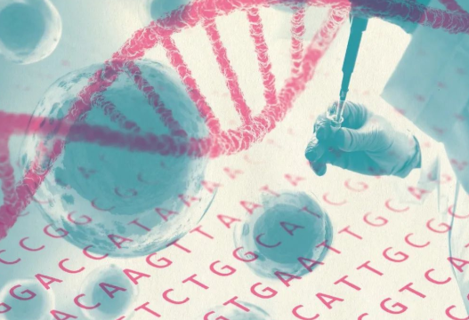 掉落的毛囊毛發可以拿去做染色體親子鑒定嗎？