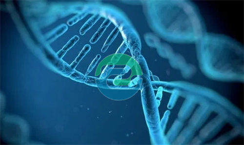 中山司法親子鑒定的用途、注意事項(xiàng)及其在維護(hù)家庭和諧和社會(huì)公正中的作用